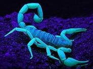 Scorpion-2-Ultraviolet.jpg