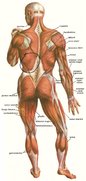 best-back-exercises-for-mass.jpg