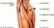 muscle_anatomy_upper_leg.gif