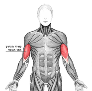 250px-Biceps_brachii_he.png