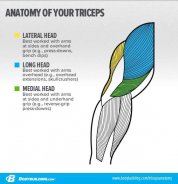 anatomy-of-your-triceps_infographic-3.jpg