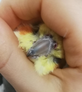 upload_2019-11-14_22-53-53.png