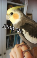 upload_2020-5-26_17-30-59.png