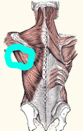 back-muscles.png
