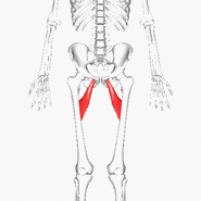 300px-Adductor_brevis.gif