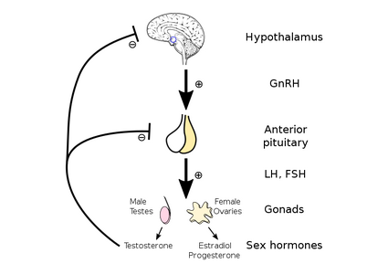 Hypothalamic–pituitary–gonadal_axis.svg.png