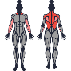 dumbbell row.png