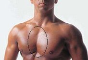 Muscle1.jpg