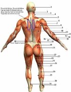 muscular_system_diagram_back.jpg