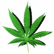 cannabis-2.jpg