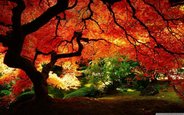 autumn-wallpapers-full-hd-beautiful-wallpaper-nature-landscape-photo-beautiful-wallpaper.jpg