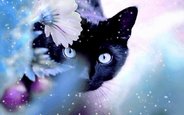 Beautiful-Cat-cats-16095933-1280-800.jpg