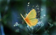 butterfly-beautiful-wallpaper-hd.jpg