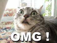 omg_wtf_cat.jpg
