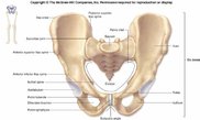 f8-7_pelvis_c.jpg
