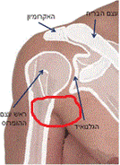 model_shoulder.gif