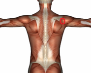 shoulder2crop.png