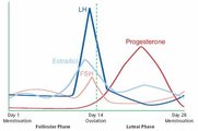 Hormones-during-menstrual-cycle.jpg