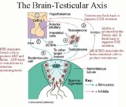 brain_testicular_axis.jpg