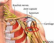 ShoulderAnatomy.jpg