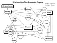 hormone-system.jpg