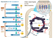 1052px-CellRespiration.svg.png