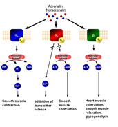 Adrenoceptor-Signal_transduktion.PNG