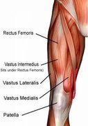 Quadriceps Muscles.jpg