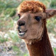 Alpaca