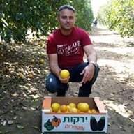 שמעונ