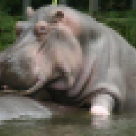 BLUE_HIPPO