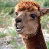 Alpaca