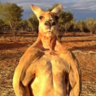 Kangaroo