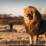lionking