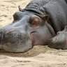 Mr.hippo