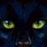 B_cats