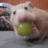 MisterHamster