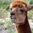 Alpaca