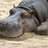 Mr.hippo