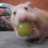 MisterHamster