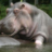 BLUE_HIPPO